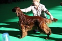 Crufts2011 086